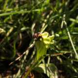 Il minuscolo fiore giallo dell�Ophrys bombiliflora che spunta oltre i ciuffi di Anacamptis